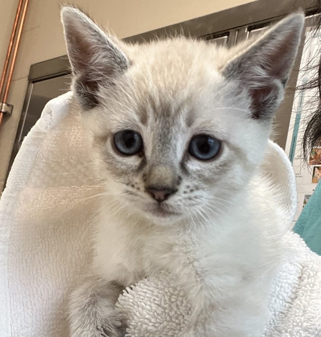 Shelter Stray Female Cat last seen Apt 135,12579 Ruette Alliante, San Diego, CA, 92130, 5500 Gaines St, San Diego, CA 92110, USA