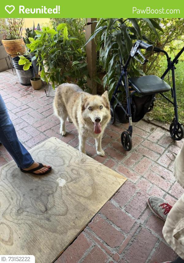 Reunited Female Dog last seen Eureka, San Bernardino, CA 92404