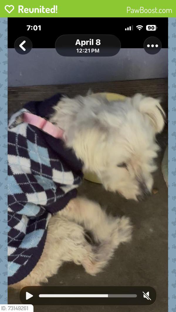 Reunited Female Dog last seen Market Steet, San Diego, CA 92113