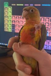 Lost Unknown Bird last seen Grove Avenue, Windsor, ON 48233