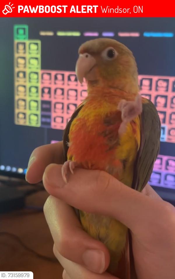 Lost Unknown Bird last seen Grove Avenue, Windsor, ON 48233