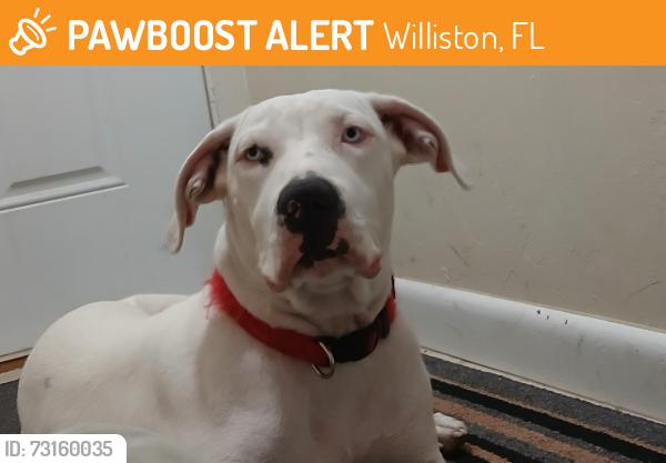 Found/Stray Female Dog last seen 21650-21690 Co Hwy 318, Williston, FL 32696, Williston, FL 32696