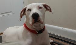 Found/Stray Female Dog last seen 21650-21690 Co Hwy 318, Williston, FL 32696, Williston, FL 32696