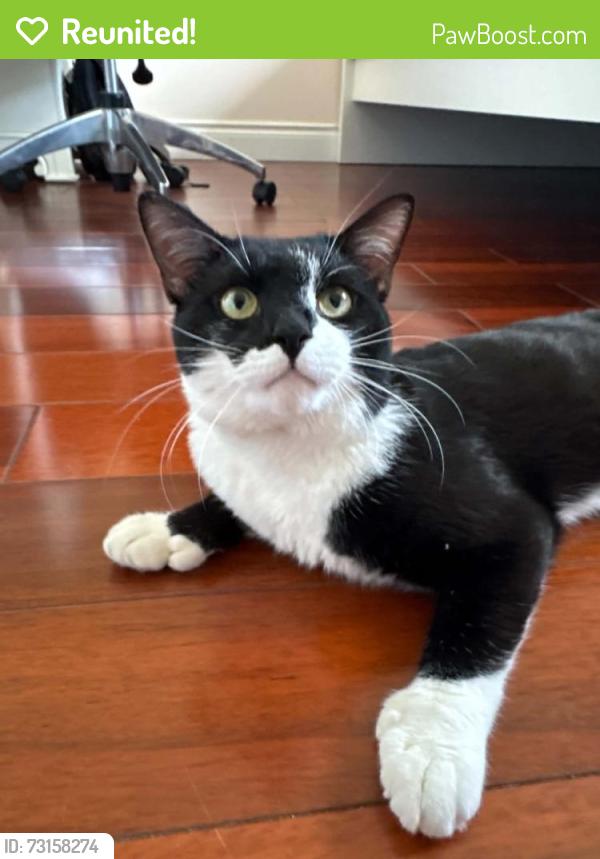 Reunited Male Cat last seen Palgrave Road (Confederation and Central Parkway), Mississauga, ON 