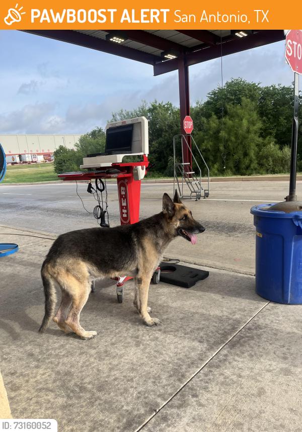 Found/Stray Male Dog last seen Near s foster , heb warehouse 227, San Antonio, TX 78220