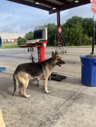Found/Stray Male Dog last seen Near s foster , heb warehouse 227, San Antonio, TX 78220