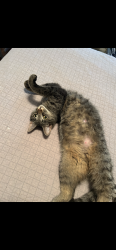 Lost Female Cat last seen Celia Lane, Lexington, KY 40504