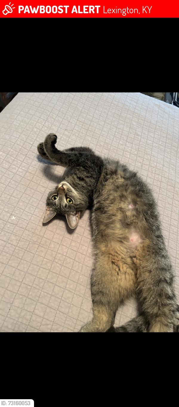 Lost Female Cat last seen Celia Lane, Lexington, KY 40504