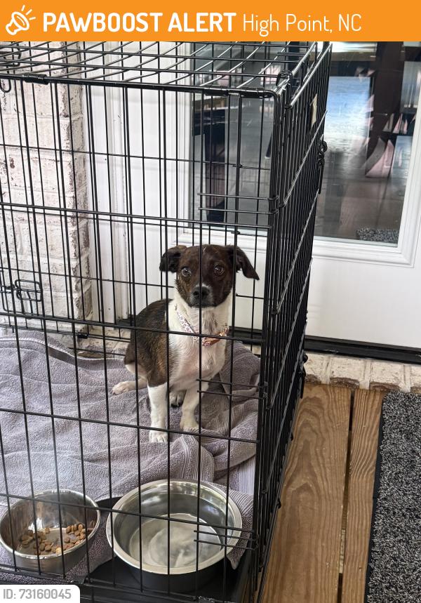 Found/Stray Female Dog last seen Joe Moore Road and Chestnut St Ext, High Point, NC 27262