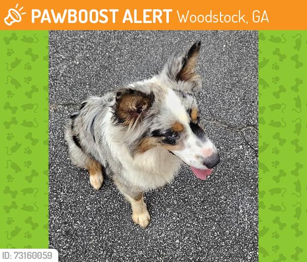 Found/Stray Unknown Dog last seen Hames Rd. HWY 92, Woodstock, GA 30066