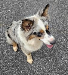 Found/Stray Unknown Dog last seen Hames Rd. HWY 92, Woodstock, GA 30066