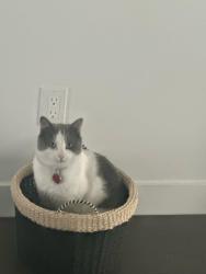 Lost Male Cat last seen Tim Hortons Glenridding, Edmonton, AB T6W 4X6