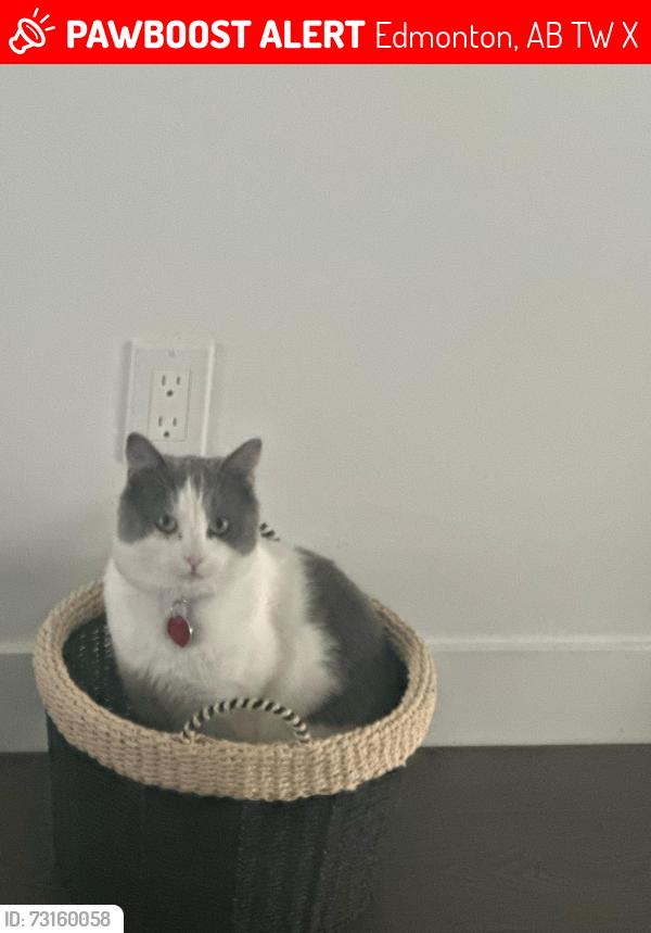 Lost Male Cat last seen Tim Hortons Glenridding, Edmonton, AB T6W 4X6