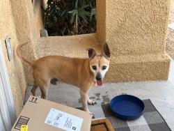 Found/Stray Male Dog last seen Cheyenne and Campbell, Las Vegas, NV 89134