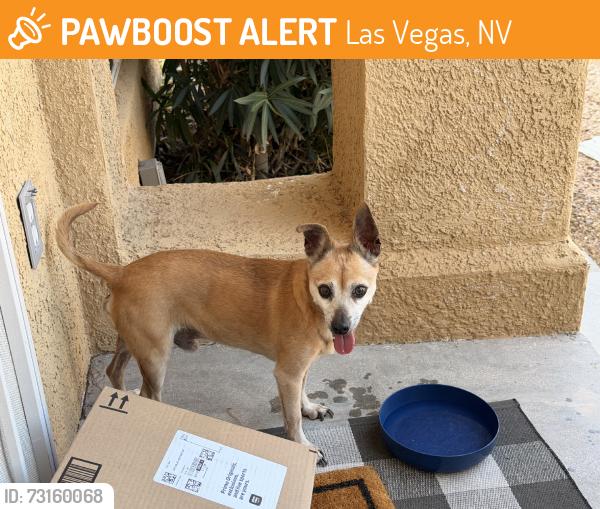Found/Stray Male Dog last seen Cheyenne and Campbell, Las Vegas, NV 89134