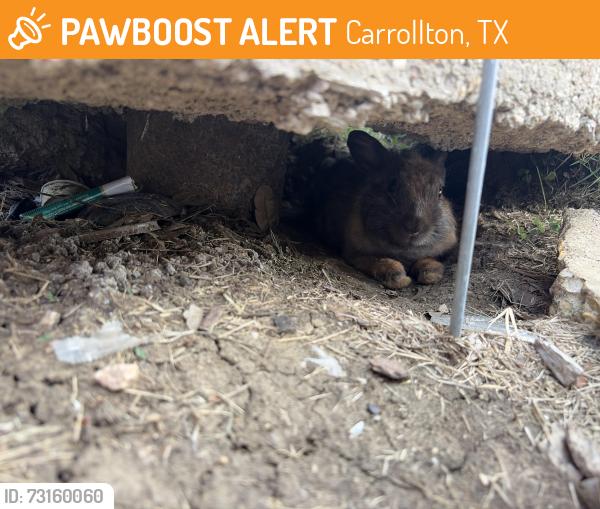 Found/Stray Unknown Rabbit last seen Tacobell at Lakepoint and Hebron, Carrollton Tx 75010, Carrollton, TX 75010