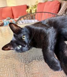 Lost Female Cat last seen Friendly Way and Province Parkway, Maricopa, AZ 85138