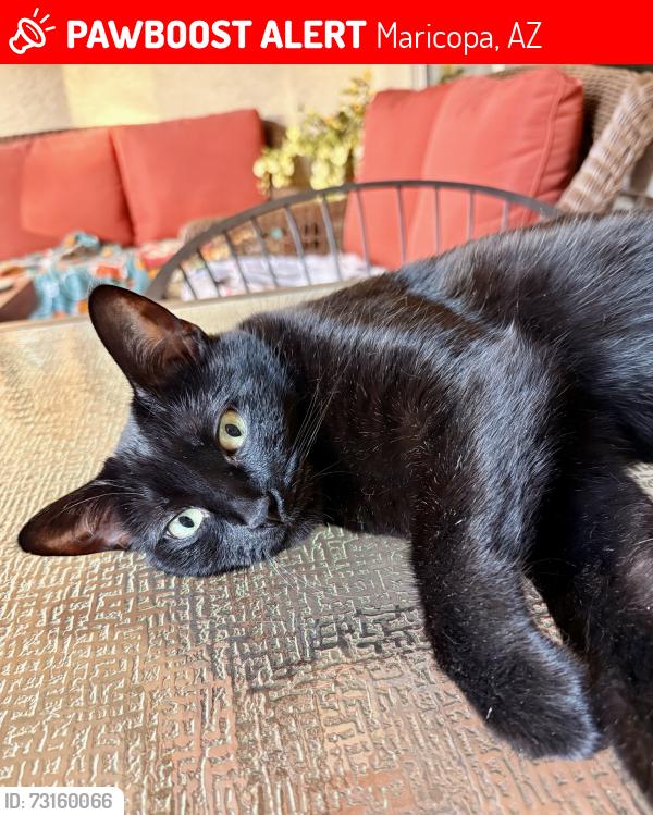 Lost Female Cat last seen Friendly Way and Province Parkway, Maricopa, AZ 85138