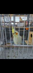 Lost Female Bird last seen Near W 17TH ST, Santa Ana, CA 92706