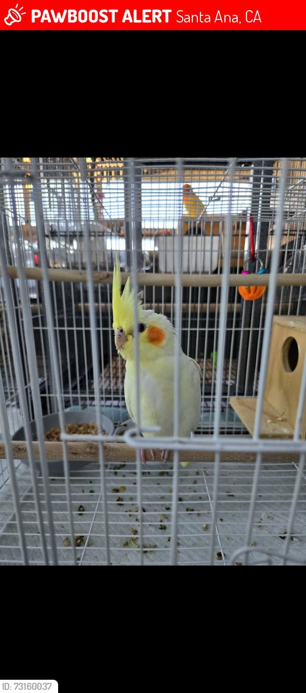 Lost Female Bird last seen Near W 17TH ST, Santa Ana, CA 92706