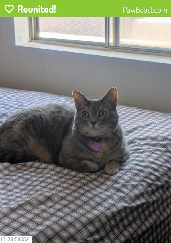 Reunited Female Cat last seen 69th drive and Sierra Vista, Glendale, AZ 85303