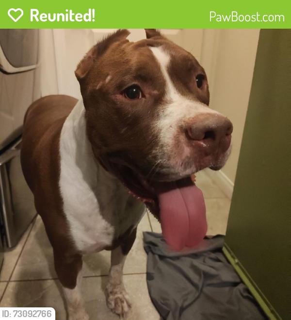 Reunited Male Dog last seen Bermuda and Agate, Las Vegas, NV 89123