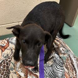 Shelter Stray Male Dog last seen , 2350 Appling City Cove, Memphis, TN 38133, USA