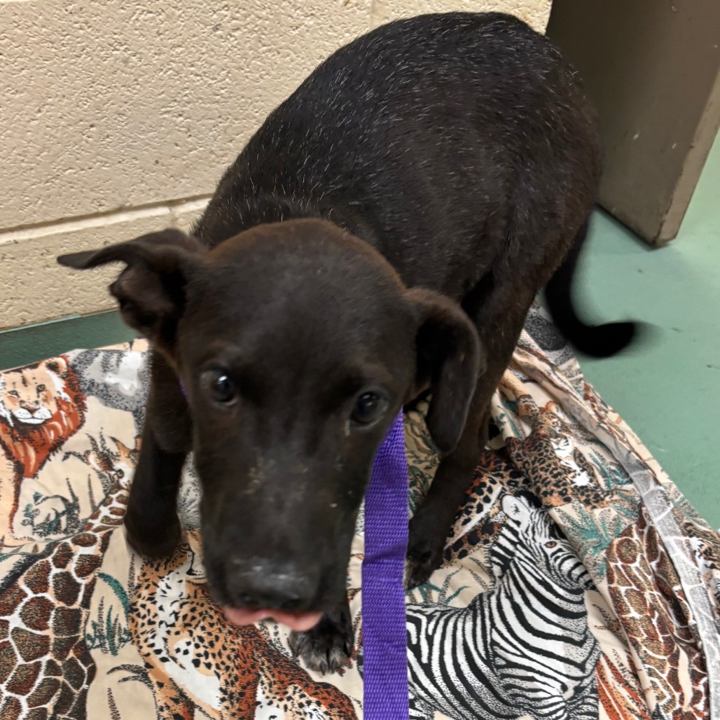 Shelter Stray Male Dog last seen , 2350 Appling City Cove, Memphis, TN 38133, USA