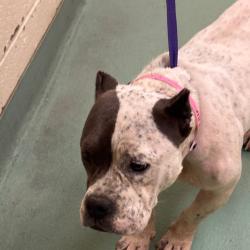 Shelter Stray Female Dog last seen , 2350 Appling City Cove, Memphis, TN 38133, USA
