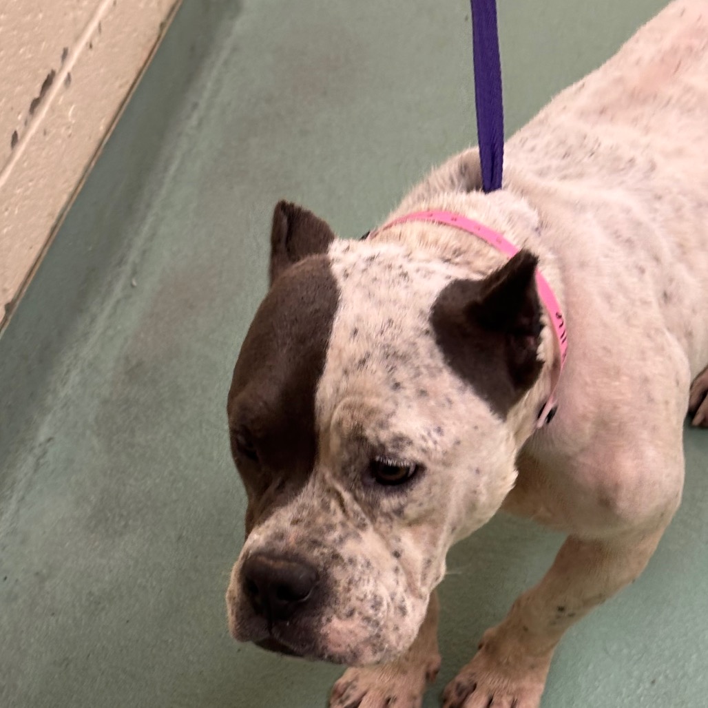 Shelter Stray Female Dog last seen , 2350 Appling City Cove, Memphis, TN 38133, USA
