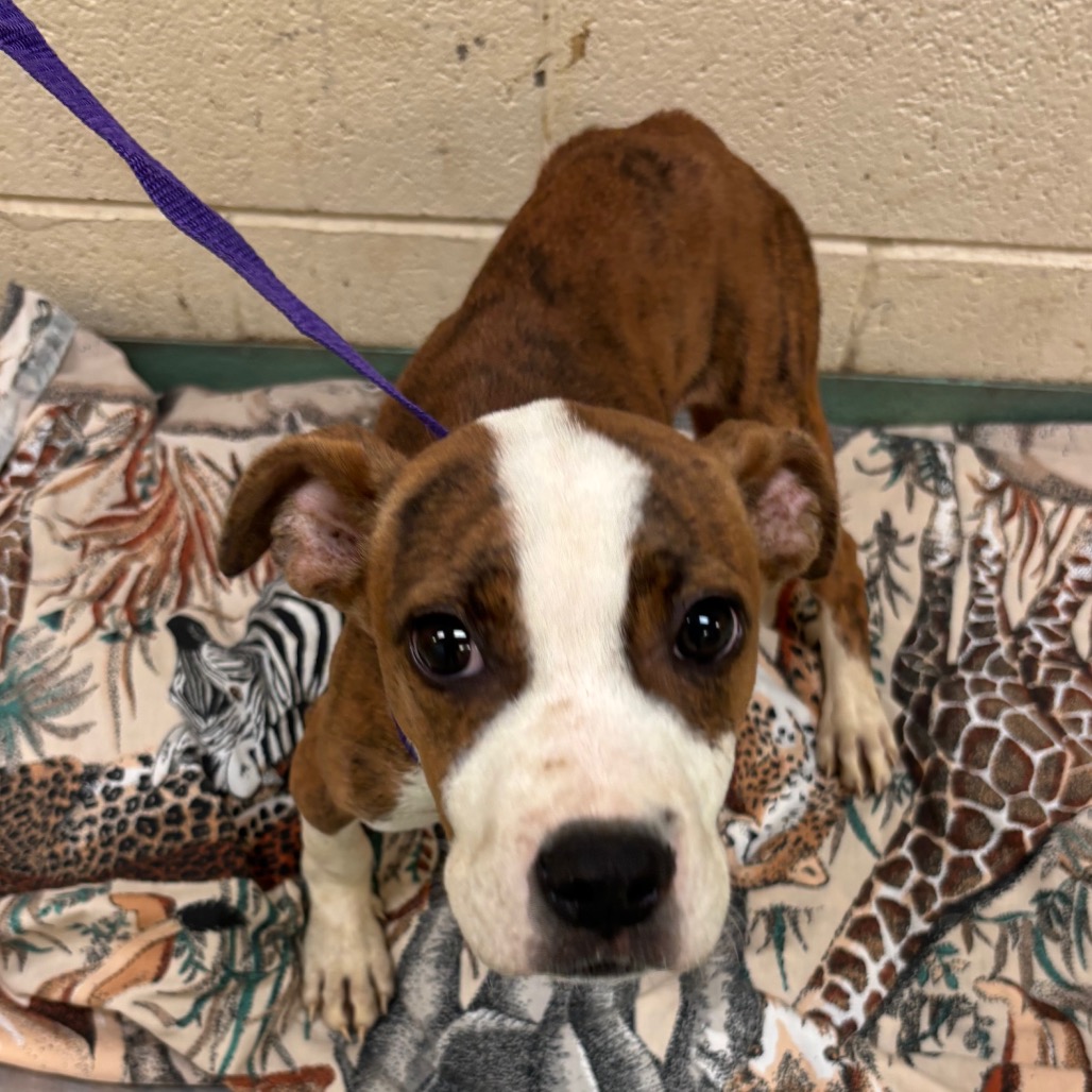 Shelter Stray Female Dog last seen , 2350 Appling City Cove, Memphis, TN 38133, USA