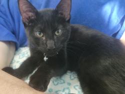 Found/Stray Unknown Cat last seen Behind Raymour and Flanigan, Latham, NY 12110