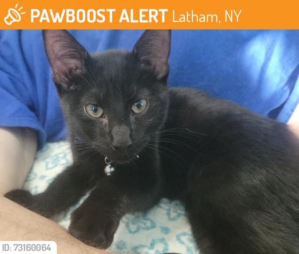 Found/Stray Unknown Cat last seen Behind Raymour and Flanigan, Latham, NY 12110