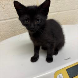 Shelter Stray Female Cat last seen , 2350 Appling City Cove, Memphis, TN 38133, USA