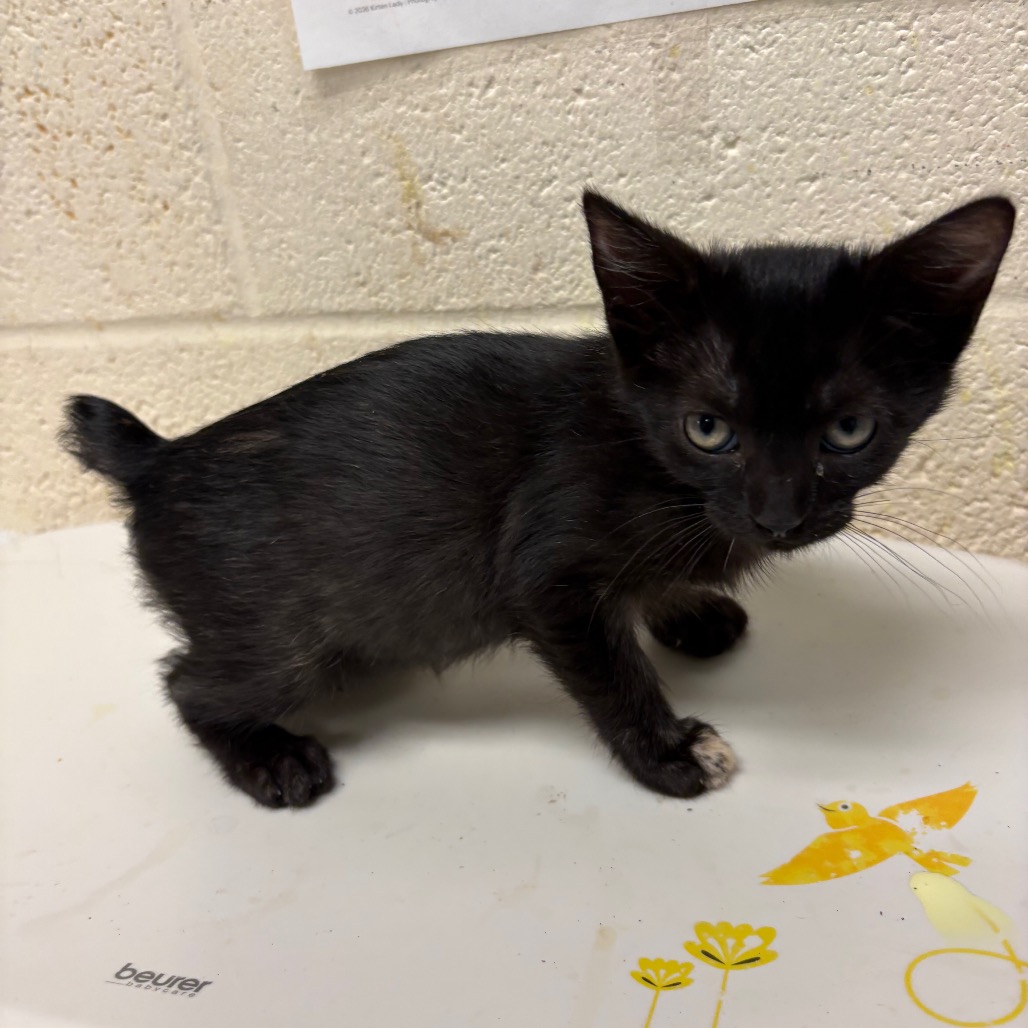 Shelter Stray Female Cat last seen , 2350 Appling City Cove, Memphis, TN 38133, USA