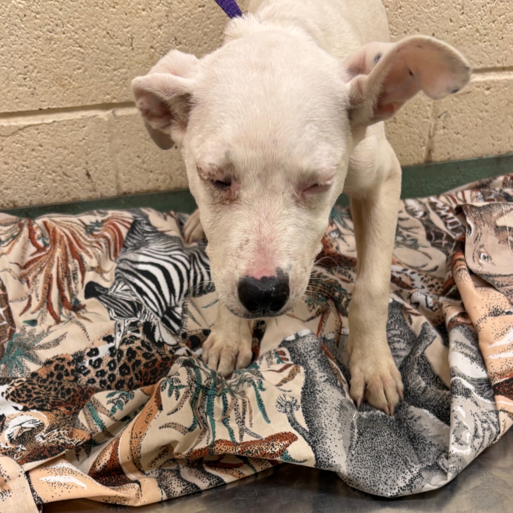 Shelter Stray Female Dog last seen , 2350 Appling City Cove, Memphis, TN 38133, USA