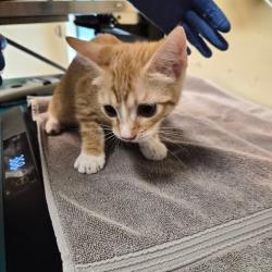 Shelter Stray Female Cat last seen , 361 S Raymond Ave, Pasadena, CA 91105, USA