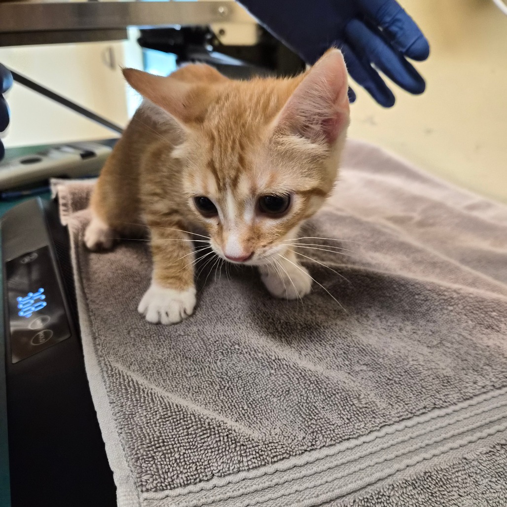Shelter Stray Female Cat last seen , 361 S Raymond Ave, Pasadena, CA 91105, USA
