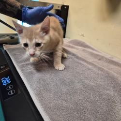 Shelter Stray Female Cat last seen , 361 S Raymond Ave, Pasadena, CA 91105, USA