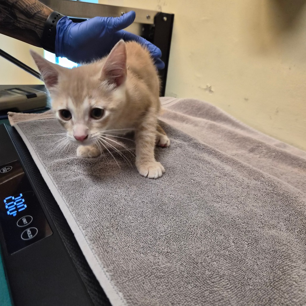 Shelter Stray Female Cat last seen , 361 S Raymond Ave, Pasadena, CA 91105, USA