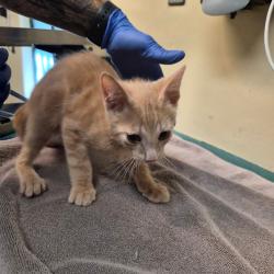 Shelter Stray Male Cat last seen , 361 S Raymond Ave, Pasadena, CA 91105, USA