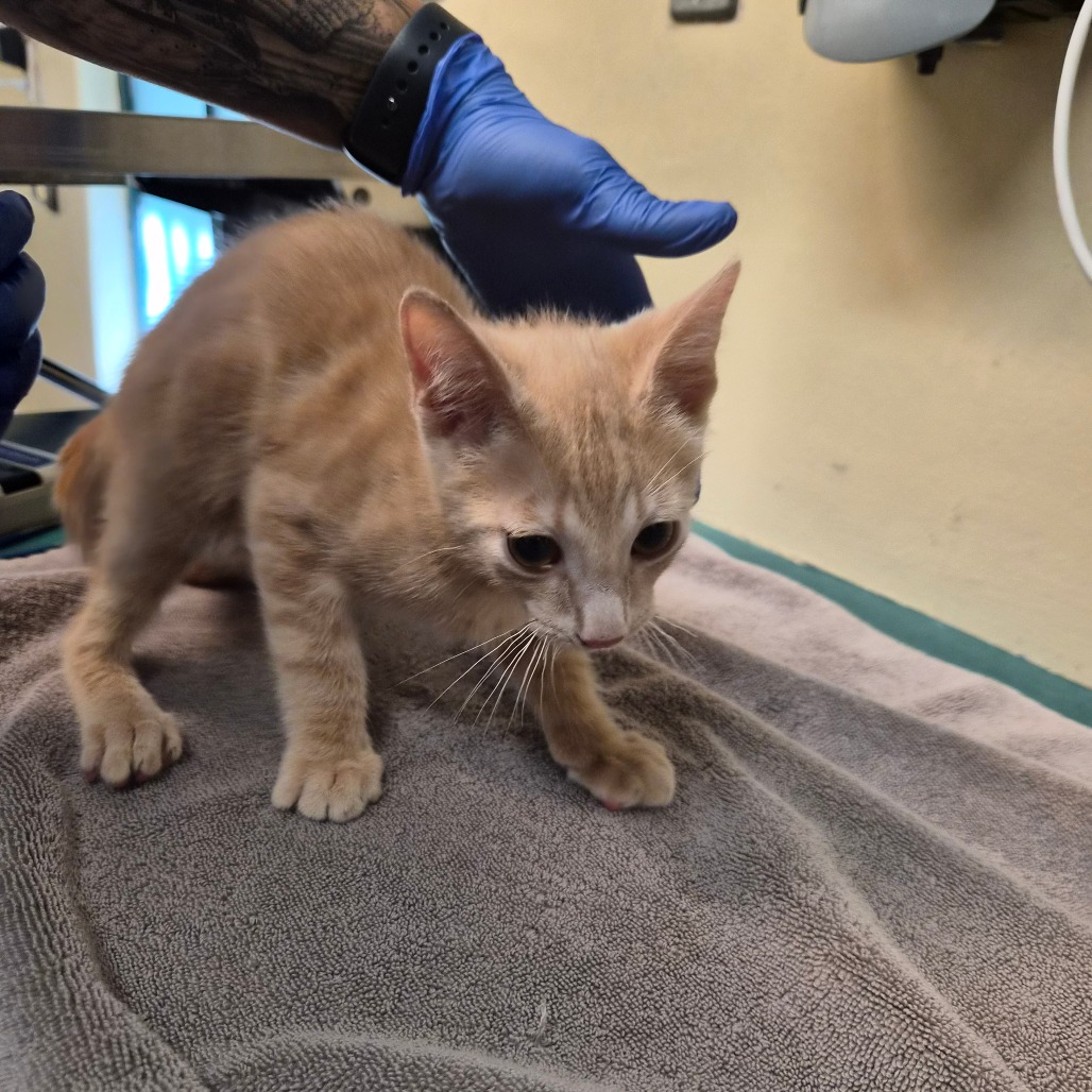 Shelter Stray Male Cat last seen , 361 S Raymond Ave, Pasadena, CA 91105, USA