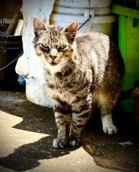 Found/Stray Unknown Cat last seen Between Lincoln and Haight, Alameda, CA 94501