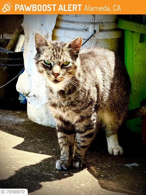 Found/Stray Unknown Cat last seen Between Lincoln and Haight, Alameda, CA 94501