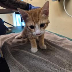 Shelter Stray Male Cat last seen , 361 S Raymond Ave, Pasadena, CA 91105, USA