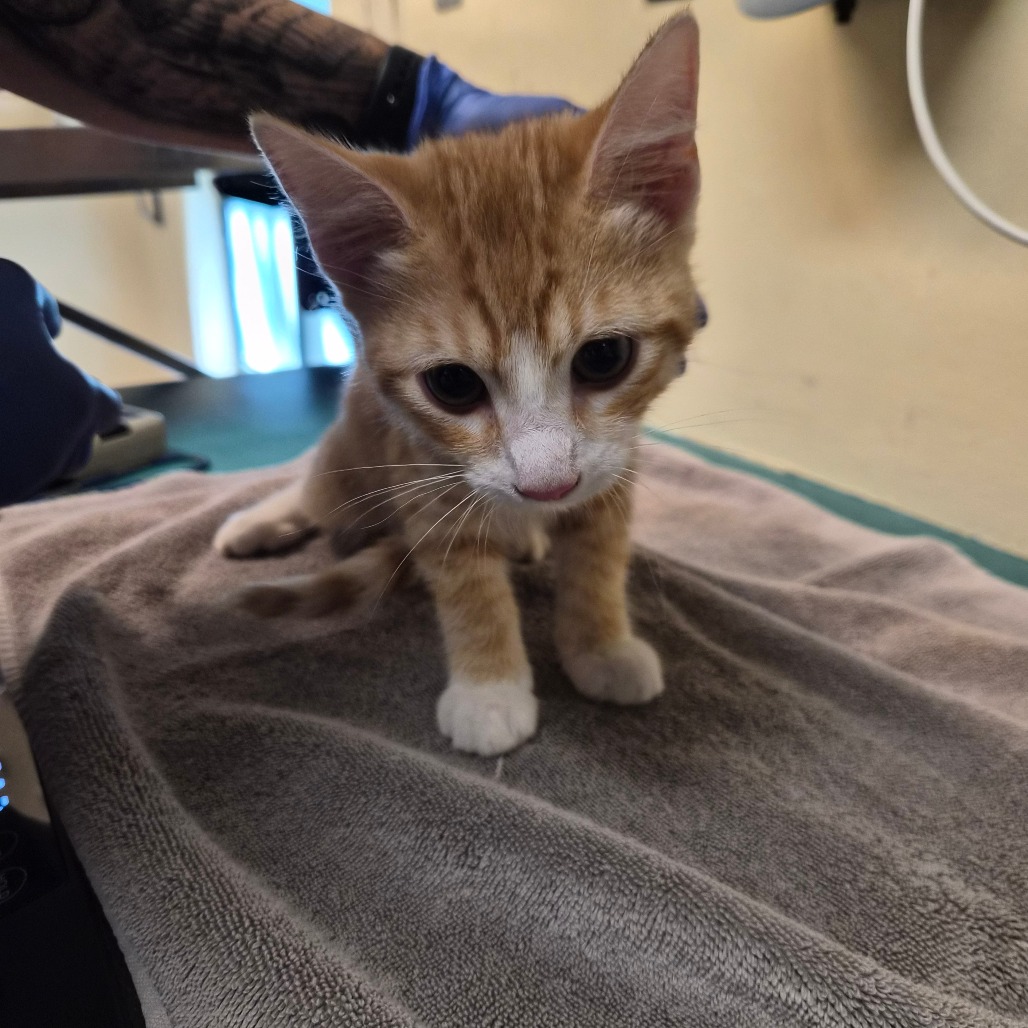 Shelter Stray Male Cat last seen , 361 S Raymond Ave, Pasadena, CA 91105, USA