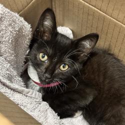 Shelter Stray Female Cat last seen , 4500 N Access Rd, Chattanooga, TN 37415, USA