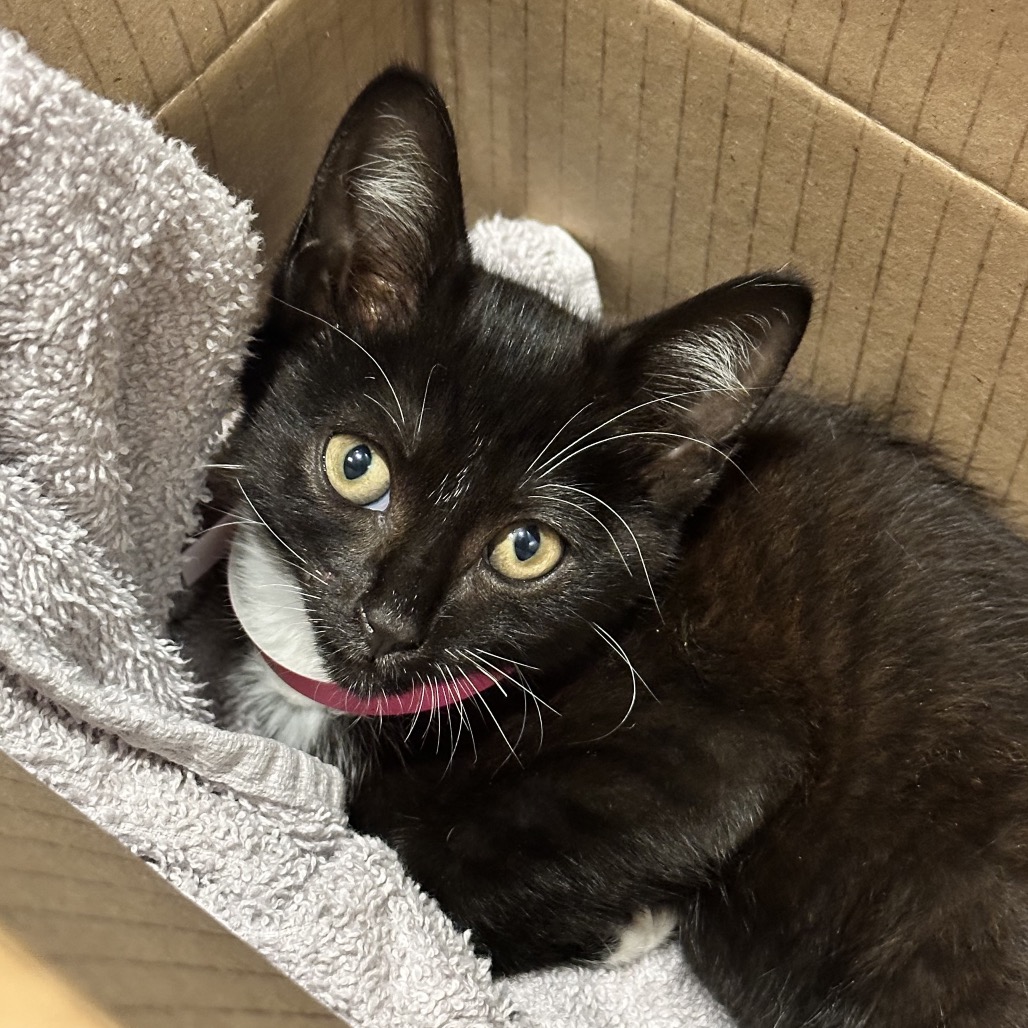 Shelter Stray Female Cat last seen , 4500 N Access Rd, Chattanooga, TN 37415, USA