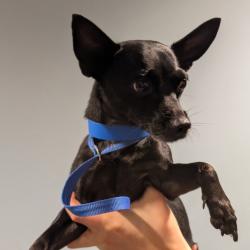 Shelter Stray Male Dog last seen , 4500 N Access Rd, Chattanooga, TN 37415, USA