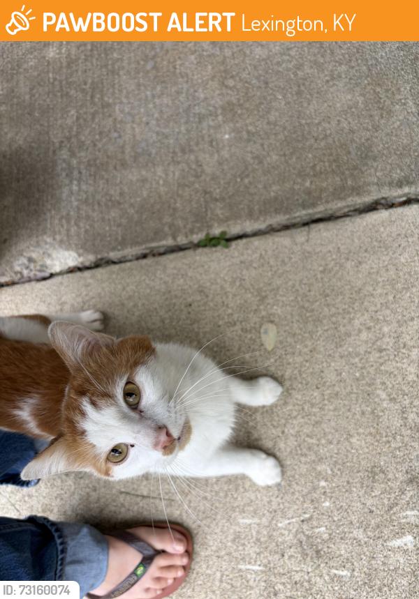 Found/Stray Unknown Cat last seen Tulip Trce and Clays Mill, Lexington, KY 40503